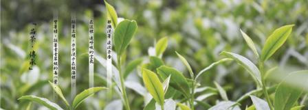 連山茗茶