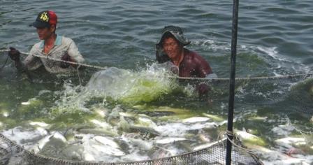 台南市學甲區虱目魚產銷班