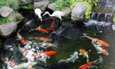 南和養殖場